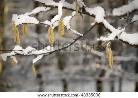 First signs of spring. Hazel branches with catkins covered by snow.