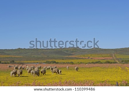 Sheep grazing in a flower filled field near Nieuwoudtville in the Northern Cape of South Africa