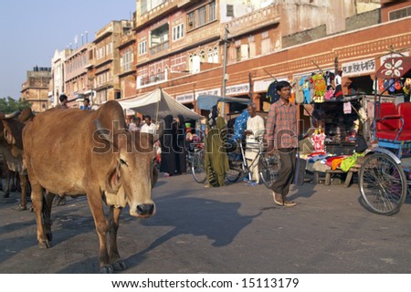 JAIPUR, INDIA - NOVEMBER 12: Unidentified people in a crowded street, complete with cows. November 12, 2007 in Jaipur, Rajasthan, India.
