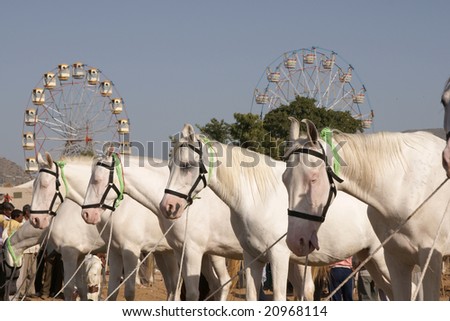 PUSHKAR, INDIA - NOVEMBER 6: Row of white marwari stallions at the Pushkar Fair November 6, 2008 in Pushkar, Rajasthan, India