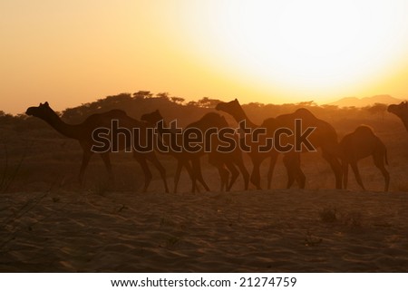 Herd of camels walking across the desert as the sun sets at the Pushkar Fair.