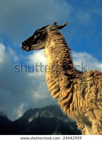 Head and neck of a Llama, South American animal bred for its wool and for food. Peru