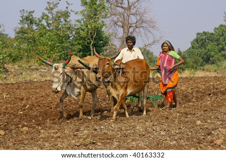 MANDU, INDIA - NOVEMBER 19: Indian couple planting a field of corn using oxen on November 19, 2008 in Mandu, Madhya Pradesh, India.