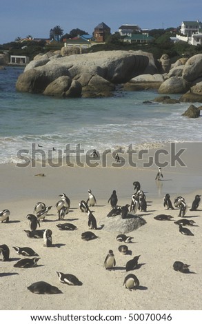 Jackass Penguins at Boulders Beach in the midst of seaside homes, South Africa.