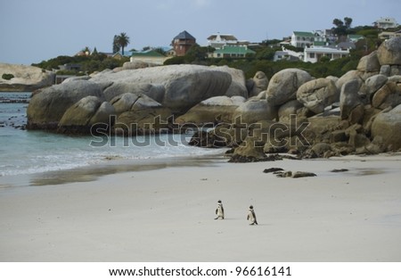 African Penguins (Spheniscus demersus) on a sandy beach at Boulders near Cape Town in South Africa
