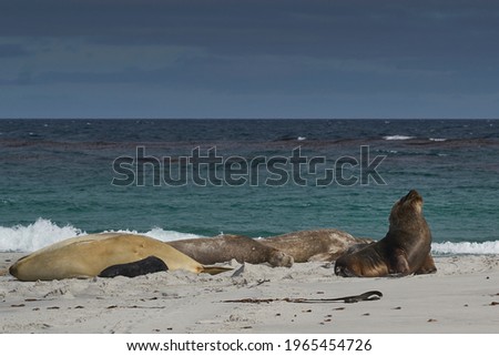 Male Southern Sea Lion (Otaria flavescens) among a breeding group of Southern Elephant Seal (Mirounga leonina) on Sea Lion Island in the Falkland Islands. ストックフォト © 