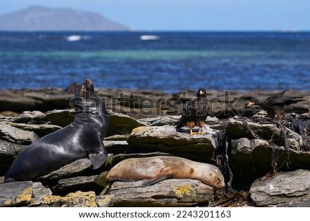 Striated Caracara (Phalcoboenus australis) close to a group of Southern Sea Lion (Otaria flavescens) on the coast of carcass Island in the Falkland Islands. ストックフォト © 