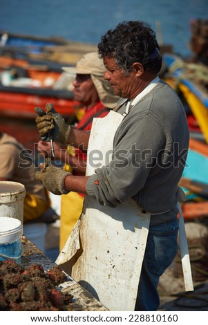 ARICA, CHILE - OCTOBER 12, 2014: Fisherman removing the succulent orange centre of Pyura Chilensis, a sea food from the tunicate family found growing in clumps off the coast of Chile and Peru.