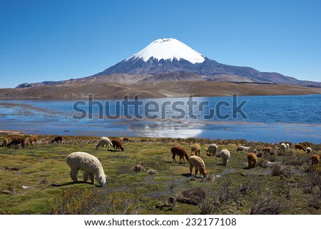 Alpaca\'s grazing on the shore of Lake Chungara at the base of Parinacota Volcano, 6,324m high, in the Altiplano of northern Chile.