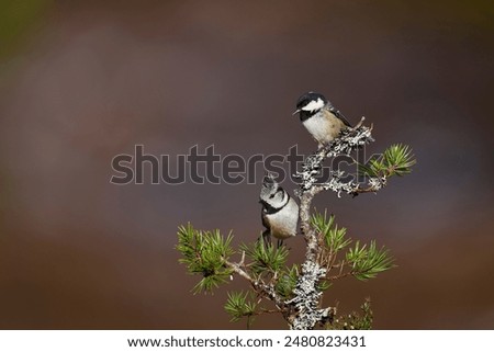 Similar – Image, Stock Photo Crested tit in the woods on a branch