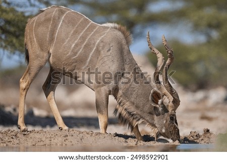 Similar – Image, Stock Photo Etosha National Park Namibia Safari Savanna Desert Acacia Tree Clouds Steppe Africa Background Distance