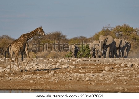 Image, Stock Photo Etosha National Park Namibia Safari Savanna Desert Acacia Tree Clouds Steppe Africa Background Distance