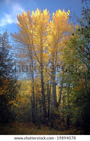 A group of poplars have leaves alighted by the setting afternoon sun in fall
