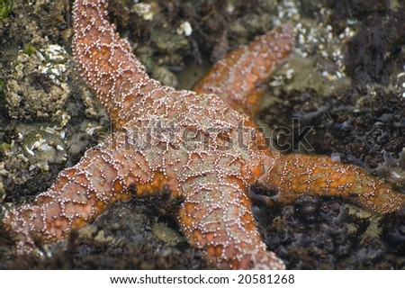A orange star fish in a Pacific Northwest tidal pool