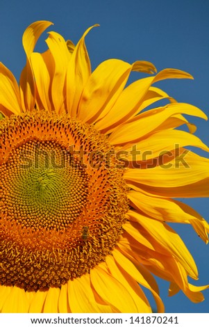 Yellow Sunflower Giant yellow sunflower, with brilliant blue sky as the background.