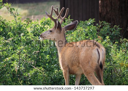 Mule Deer, Male Young male mule deer with reddish coat, and velvet antlers.  The background is green shrubs.