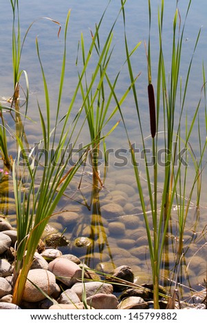 Cattails and Clean Shore Cattails growing at edge of lake shore.  The lake water is clean with rocks and moss.