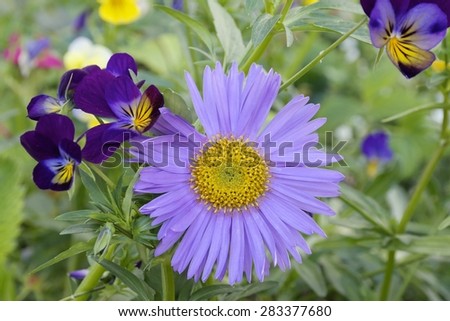 Purple Aster\
The perfect purple bloom of the awesome \'Aster\', it has a yellow center disk with blue-violet numerous petals.Near the aster are dark purple violets with a green leaf background.