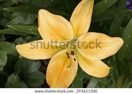 Lily Golden\
Lovely bloom of the African Queen Trumpet Lily. Open flower with six pointed petals, outward facing, with the plants dark green leaves as background.
