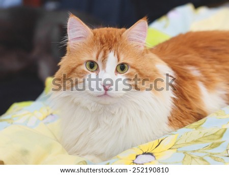 Cute beautiful red cat on linen in bed