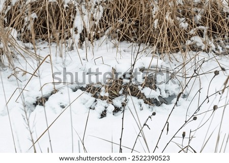 Similar – Image, Stock Photo Snow Stories Agriculture