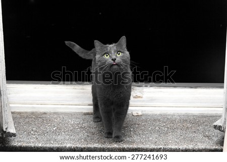Gray surprised cat with pink tongue on window sill in evening