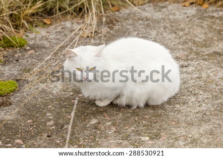 White homeless cat on trail in autumn grass