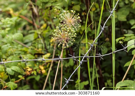 Bulbs blooming onion and barbed wire in summer day