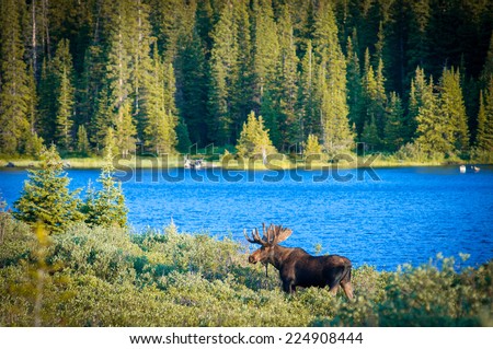 Majestic Bull Moose surveys the lakeside early Colorado morning