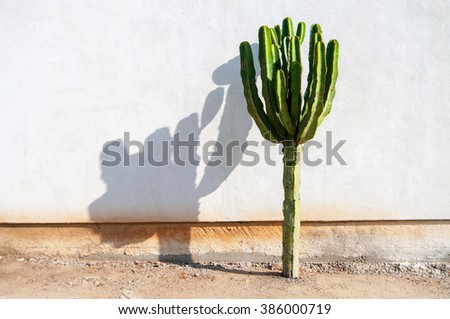 Similar – Image, Stock Photo wooden wall with cactus plants in pots on cupboard,