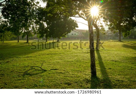 Beautiful green park with trees. Sun rays and flares. Nature background. Stock fotó © 