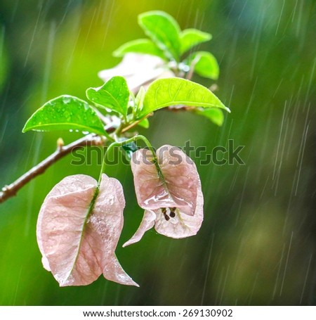 Bougainvillea flower in the rain