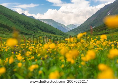 Similar – Image, Stock Photo Alpine meadow with yellow flowers in mountains