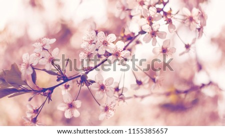 Blossoming Cherry