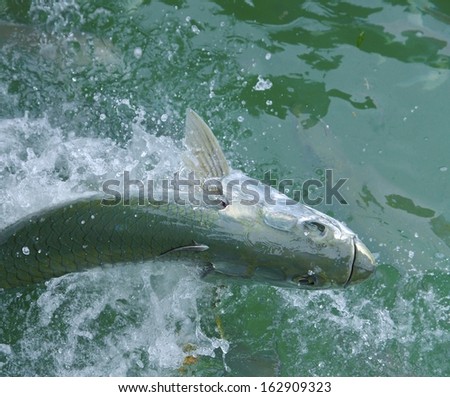Tarpon fish with a small Remora on its back jumping out of the water
