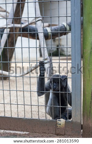 Monkey inside cage looking outside holding bars