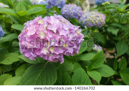 Pink hydrangea. The hydrangea which turned pinkness. A lot of hydrangeas bloomed around.