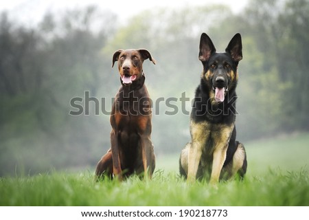 fun german shepherd and doberman pinscher puppy