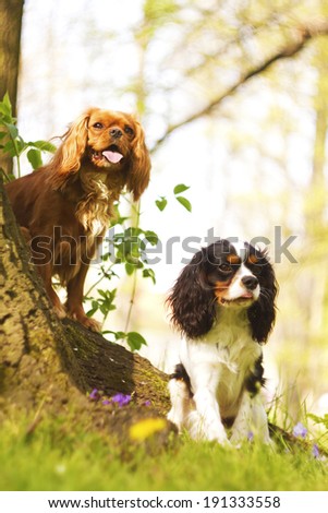trick with two fun cavalier king charles spaniel puppy