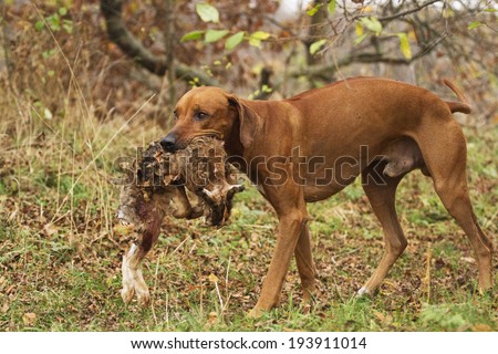 portrait of a hunting rhodesian ridgeback dog with pheasant