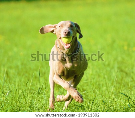 playfully fun weimaraner dog puppy running i summer nature