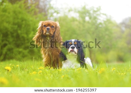 two fun cavalier king charles spaniel dog and puppy in summer na