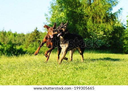 german shepherd puppy and brown doberman pinscher running fight