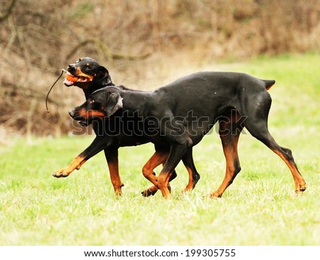 two black doberman pinscher dogs running in nature fight dog trick