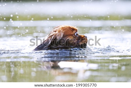 fun cavalier king charles puppy swims in lake