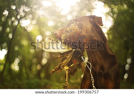 doberman pinscher dog hunting with pheasant bird.