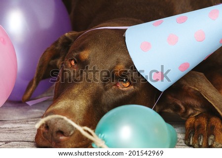 birthday dog - brown fun doberman pinscher dog with ball and dog