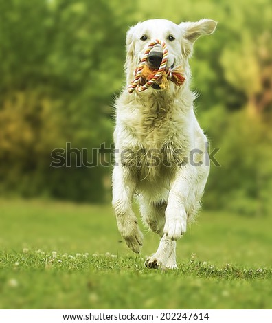 fun young beautiful golden retriever dog puppy running in summer nature