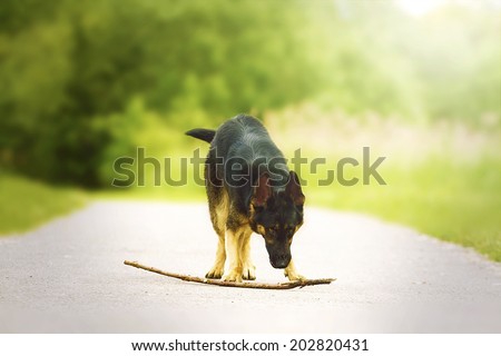 angry german shepherd puppy with stick