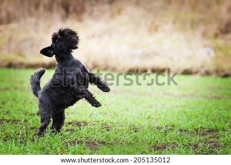 fun schnauzer puppy dog trick dancing